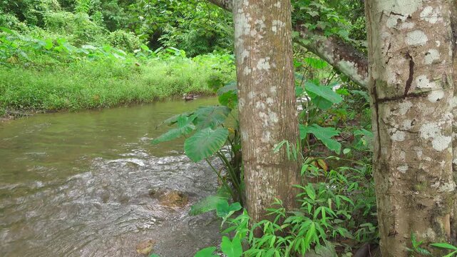 Fast Flowing Jungle Stream with Tree Trunks and Lush Green Foliage