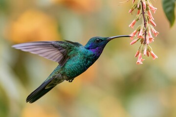 Fototapeta premium The Hummingbird Feeding on Pink Nectar Blossoms in a Vibrant Garden