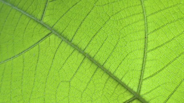 Extreme macro shot of a fresh green leaf, revealing its intricate vein patterns and natural texture in fine detail