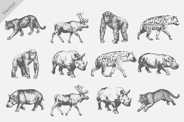 Trendy halftone stipple style animal set vector illustration. Vintage engraving style including Rhinoceros, Hippopotamus, Jaguar, Hyena, Raccoon isolated on white background © SAGOR