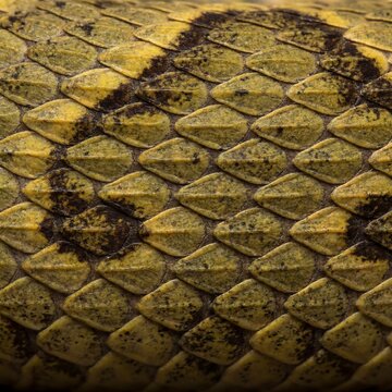 Yellow Python Snake Skin Texture Background with Natural Scale Pattern
