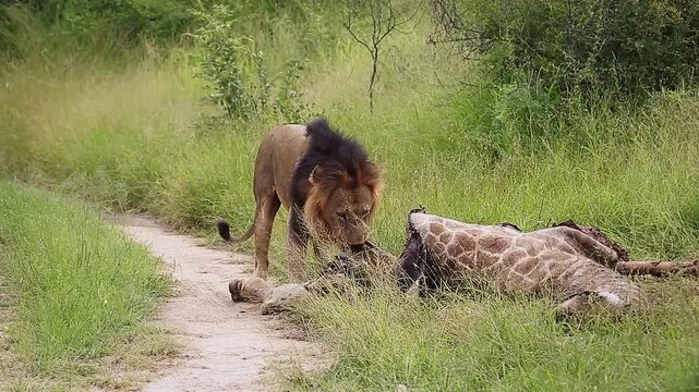 African lion male eating on giraffe carcass in Greater Kruger National park, South Africa ; Specie Panthera leo family of Felidae