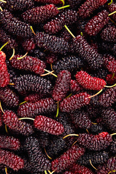 Full frame of fresh and organic mulberry fruits. Healthy summer berries.
