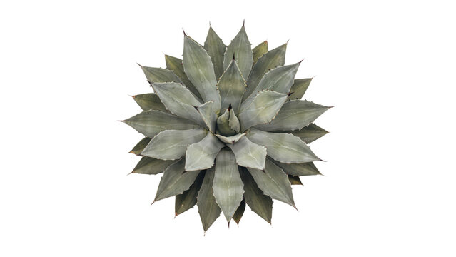 View of a green agave plant with sharp pointed leaves arranged in a symmetrical rosette pattern, isolated on a white background