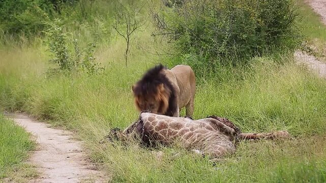 African lion male black mane eating on giraffe carcass in Greater Kruger National park, South Africa ; Specie Panthera leo family of Felidae