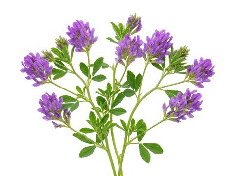 Fresh purple alfalfa flowers with green leaves blooming on stems isolated on white background