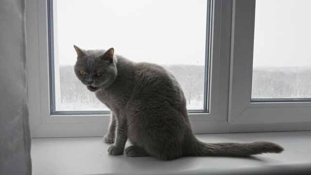 A grey British Shorthair cat sits on a white windowsill, meowing and grooming. Concept of domestic pets, home comfort, animal behavior, and a cozy winter lifestyle.