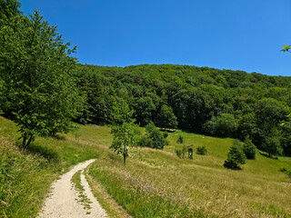 germany, perfect hiking trail crossing lush green meadows and peaceful forest beneath a brilliant blue summer sky in swabian alb © Simon Dux Media