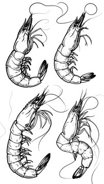 Shrimps Illustration.