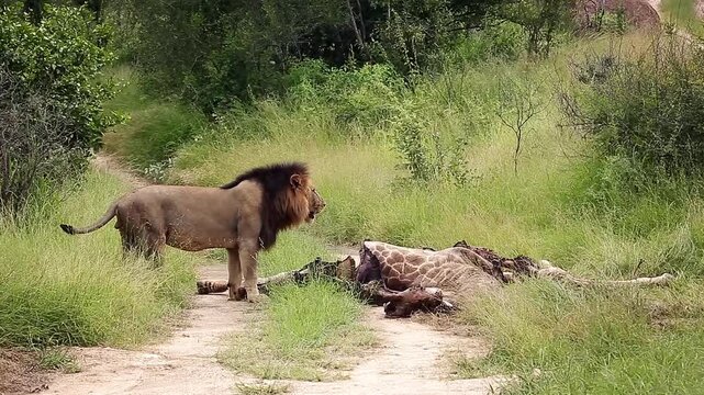 African lion male black mane pulling a giraffe carcass in Greater Kruger National park, South Africa ; Specie Panthera leo family of Felidae