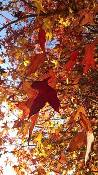 Vertical shot of vibrant autumn leaves on branches with warm golden sunlight, beautiful orange and red maple foliage in fall season, close up details, slow motion.