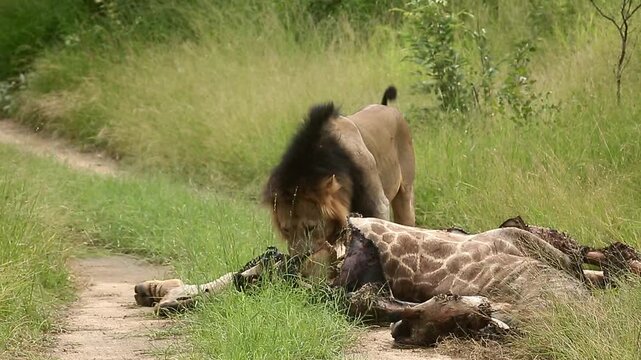 African lion male eating on giraffe carcass in Greater Kruger National park, South Africa ; Specie Panthera leo family of Felidae