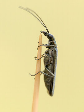  False blister Beetle, Oedemera lurida