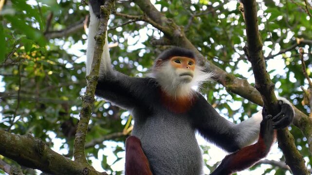 Red-shanked Douc monkey sits among green tree branches in its tropical forest habitat in Vietnam. This endangered primate observes its arboreal home