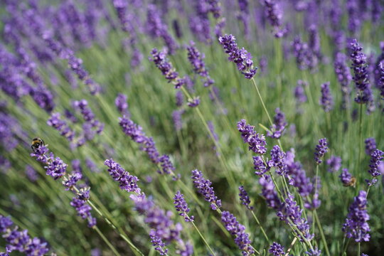 Bl&uuml;hender Echter Lavendel (Lavandula angustifolia) im Sommer mit einer Hummel an einer Bl&uuml;te