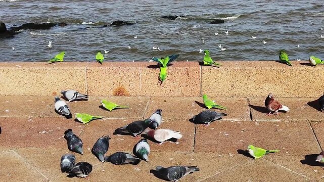 High angle medium fixed shot of a group of birds eating at border of boardwalk, montevideo city, uruguay
