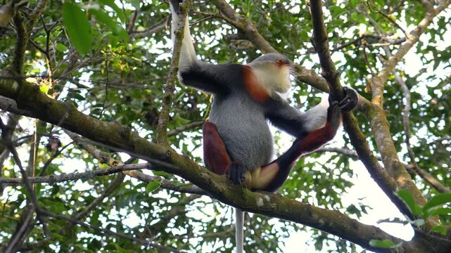 Endangered Red-shanked Douc Langur actively moves on tree branches in its lush tropical forest habitat in Vietnam