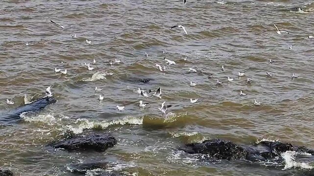 Wide shot high angle view video showing a flock of birds flying around rio de la plata estuary, captured in an outdoor setting in montevideo city, uruguay 