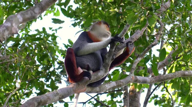 A striking Red-shanked Douc Langur perches high on a tree branch, observing its lush tropical forest surroundings in Vietnam during daytime