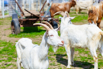 Fototapeta premium White Saanen goat with horns standing on green grass at animal farm with old wooden cart on background