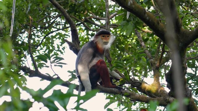 An endangered Douc Langur sits quietly on a tree branch in its natural tropical forest habitat in Vietnam. It observes its surroundings
