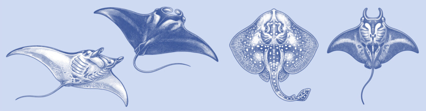 Vintage style vector illustration of stingray and manta ray collection. Detailed engraving designs depicting various species of marine rays swimming, isolated on a light blue background