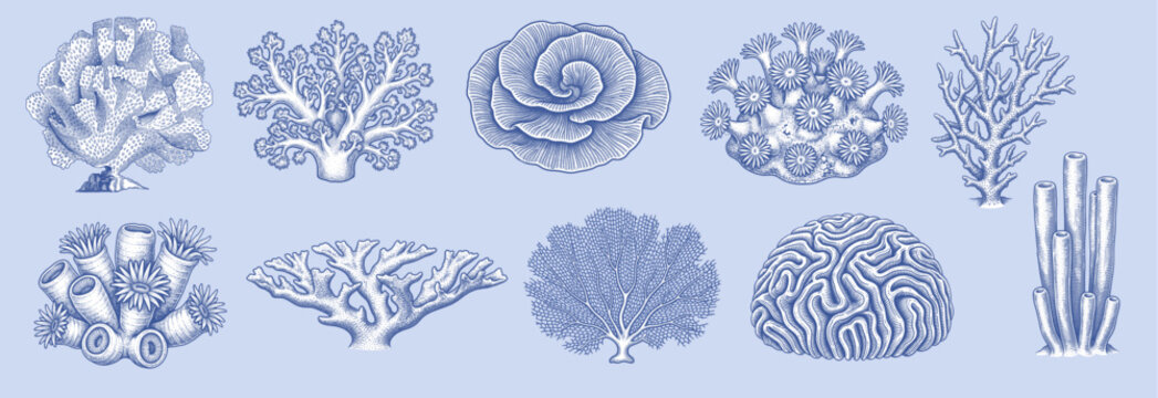 Vintage style vector illustration of a coral and sea anemone collection. Detailed engraving designs depicting various tropical reef corals, isolated on a light blue background