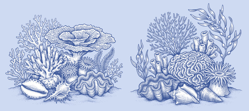 Vintage style vector illustration of coral reef and sea floor compositions. Detailed engraving designs depicting underwater landscapes with giant clams, corals, kelps.