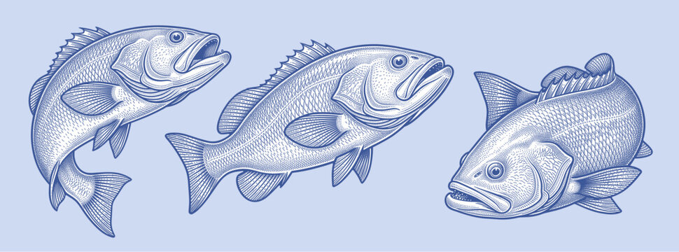 Vintage style vector illustration of a grouper, bass fish set. Etched engraving design depicting game fish swimming and jumping, isolated on a light blue background.