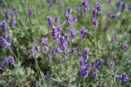Bl&uuml;hender Echter Lavendel (Lavandula angustifolia) im Juli bei Sonnenschein