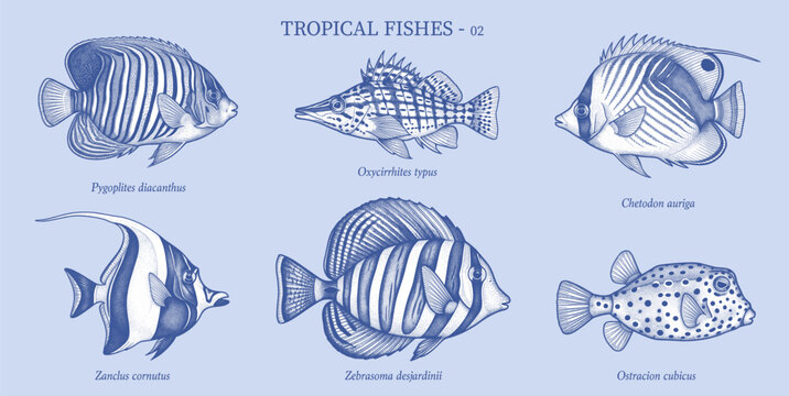 Hand Drawn Vintage Engraving Tropical Fish Collection Vector Illustration