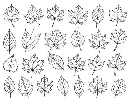 Sketch Leaf Collection.