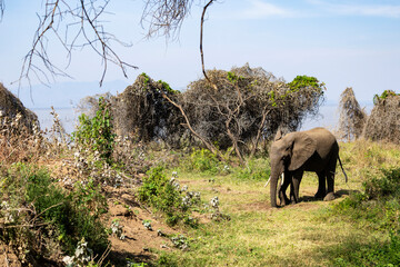 Arusha, Tanzania - 23 June 2026 - Elehant in the Lake Manyara National Park © eyeworld