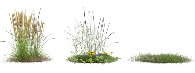 Set of three different types of grass and greenery with collection botanical isolated background greenery vegetation © Tahmina