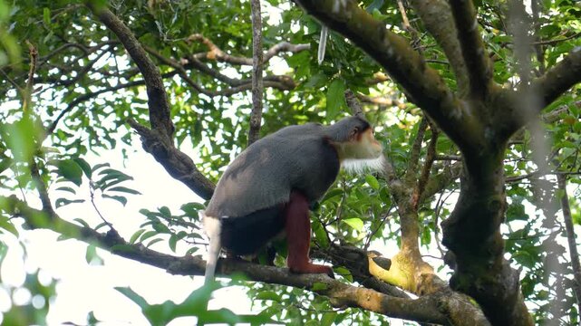 An endangered Red-shanked Douc Langur sits on a tree branch, observing its lush tropical forest habitat in Vietnam during the day