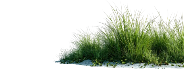 Fotobehang Duinen Lush green grass patch growing on sand isolated on white background with isolated background botanical environmental greenery  © Tahmina