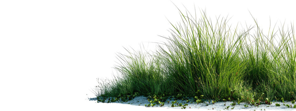 Lush green grass patch growing on sand isolated on white background with isolated background botanical environmental greenery