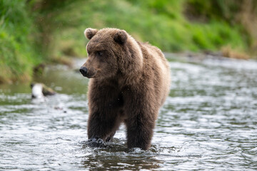 Fototapeta premium Alaskan brown bear standing in Brooks River