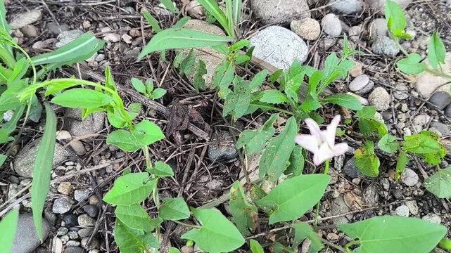 Handheld close-up of a small brown frog camouflaged among rocks and green leaves. This macro b-roll beautifully illustrates animal adaptation and hidden ecosystems for nature documentaries