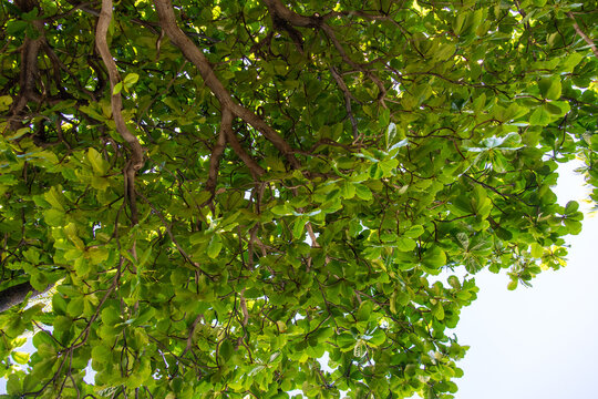 Looking up at the green canopy of a sea almond tree on the Big Island Hawaii