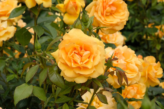 Yellow gold floribunda rose, rosa &lsquo;Golden Beauty&rsquo;  in flower.