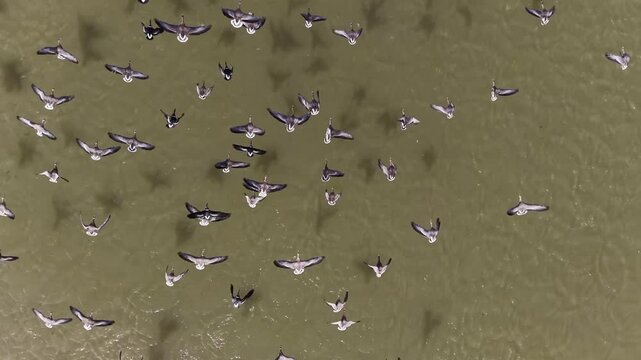 Russia, Kalmykia. Nature reserve, Lake Manych Gudilo. Waterfowl.