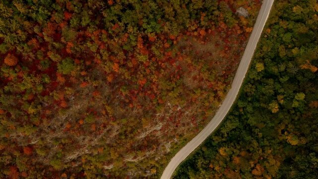 Aerial Autumn Forest Road Winding Through Colorful Foliage