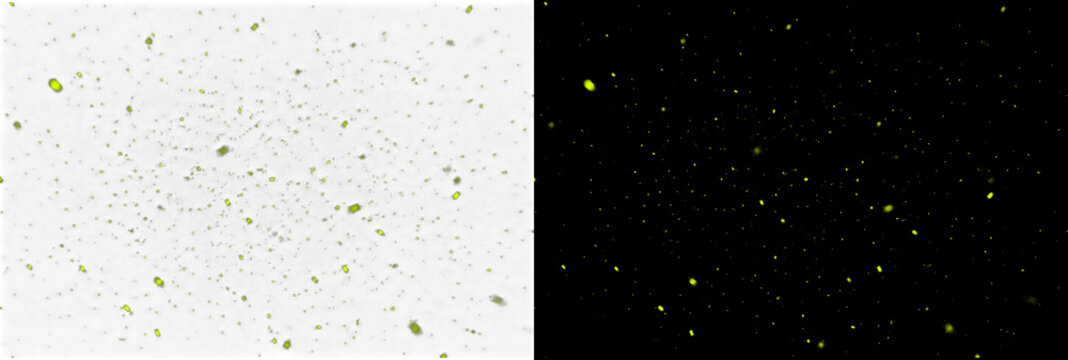 Abstract yellow sparkle particles and firefly dust floating on alpha transparency and black background for overlay and vfx use.
