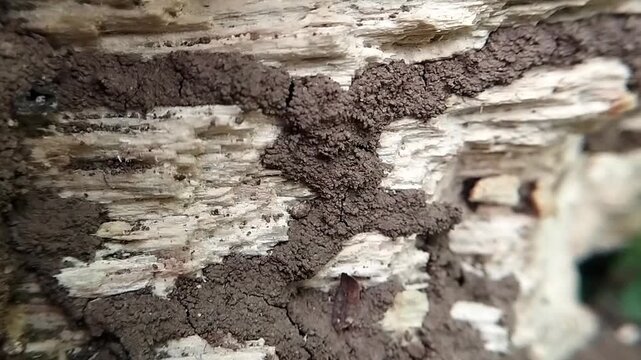 Front macro view focusing on winding termite mud tunnels built over a light rotting wood surface shifting slowly.