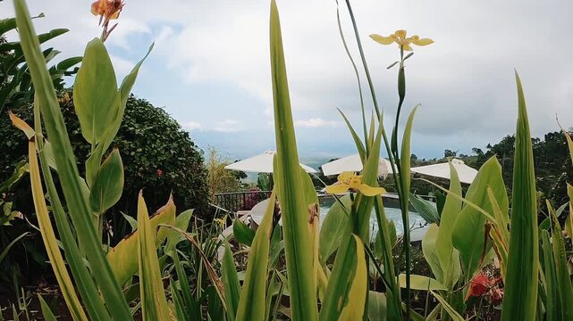 Blonde woman reclines on circular pool edge at tropical resort, partly hidden by tall garden leaves and flowers, with white parasols, distant hills, and soft overcast daylight creating serene luxury
