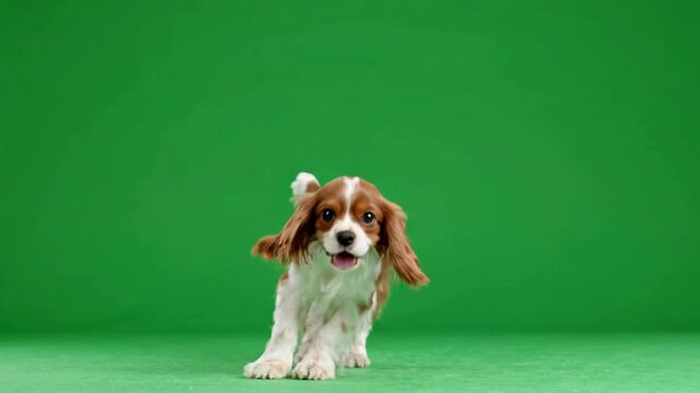 Energetic cavalier king charles spaniel jumping and running on green screen background, puppy
