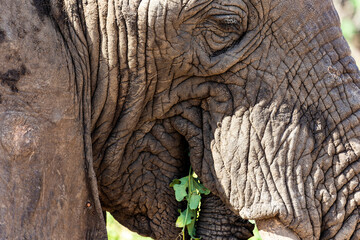 Arusha, Tanzania - 23 June 2026 - Elehant in the Lake Manyara National Park © eyeworld