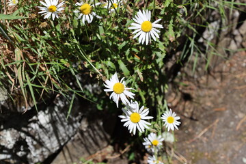 Obraz premium cascade of oxeye daisy blossoms, white, daisy-like flowers, bright yellow centers (Leucanthemum-vulgare) (close-up, bright-sunshine) 4514