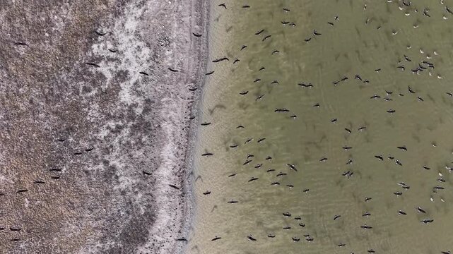 Russia, Kalmykia. Nature reserve, Lake Manych Gudilo. Waterfowl.